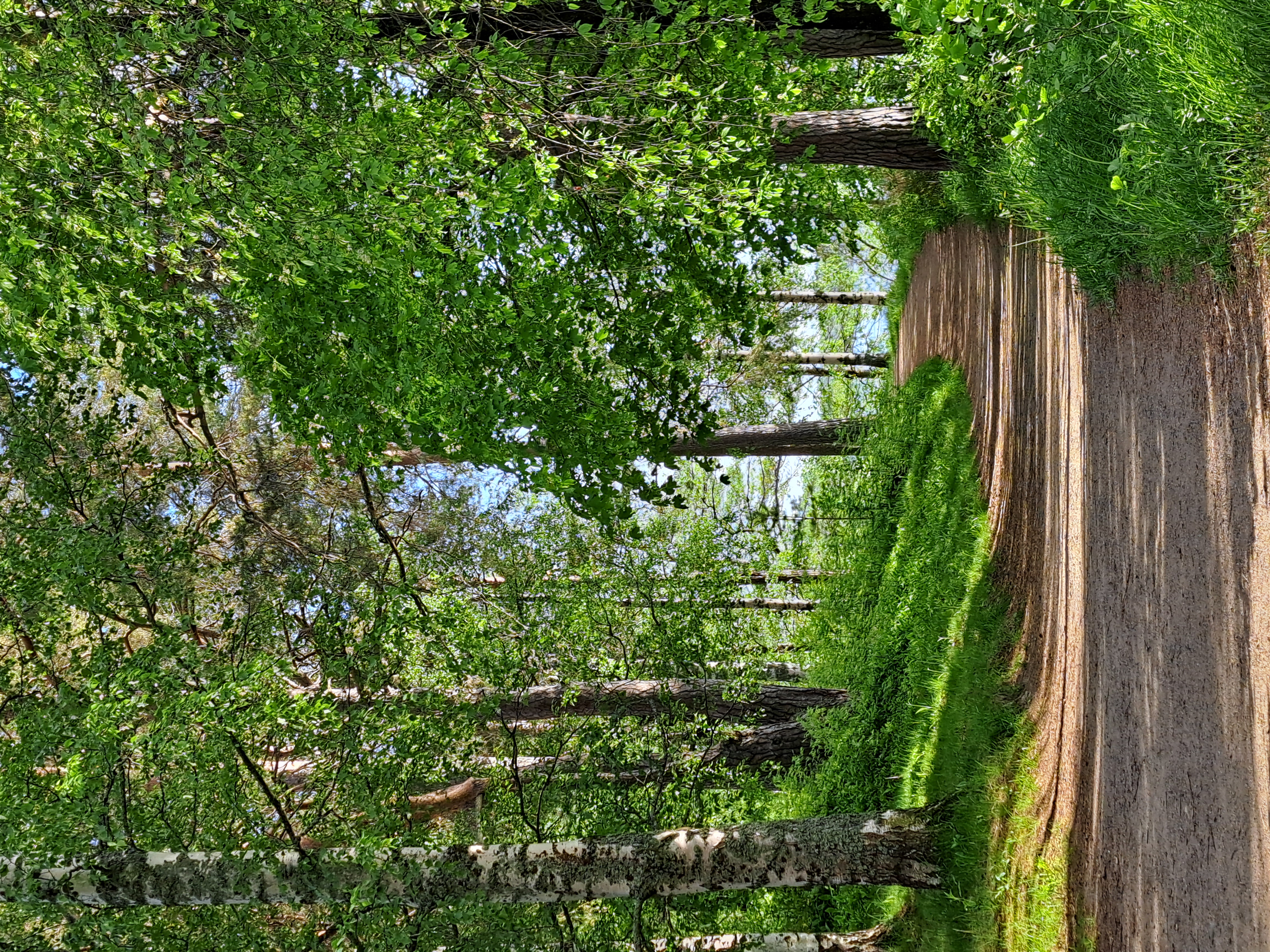 Path in a summer forrest